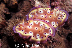nudibranch(Chromodoris tritos).Nikon F100,60mm,f19,1/90,Y... by Allen Lee 